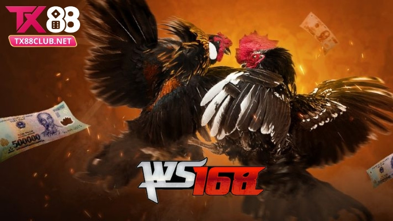 đá gà ws168 tại nhà cái TX88