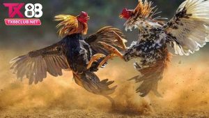 Giới thiệu sảnh đá gà TX88